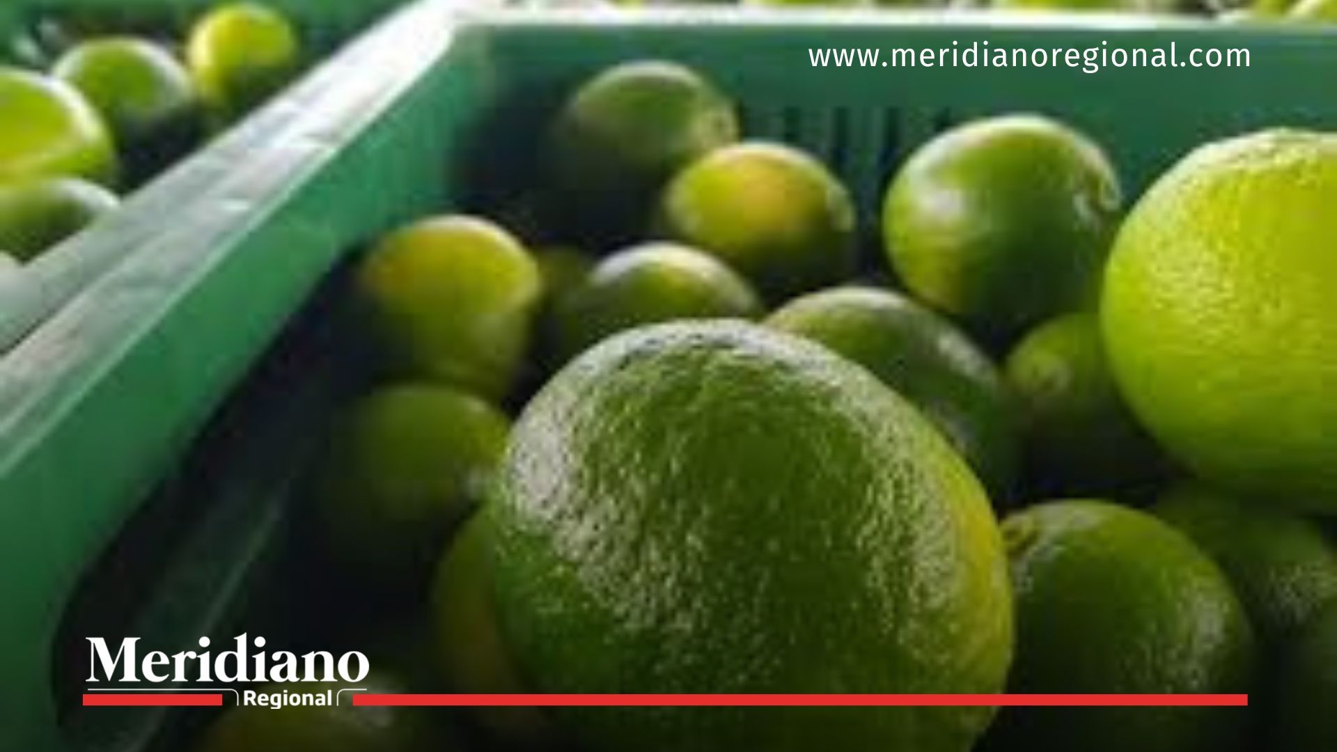 Cosecha de lima Tahití del Cauca lista para conquistar los mercados internacionales.