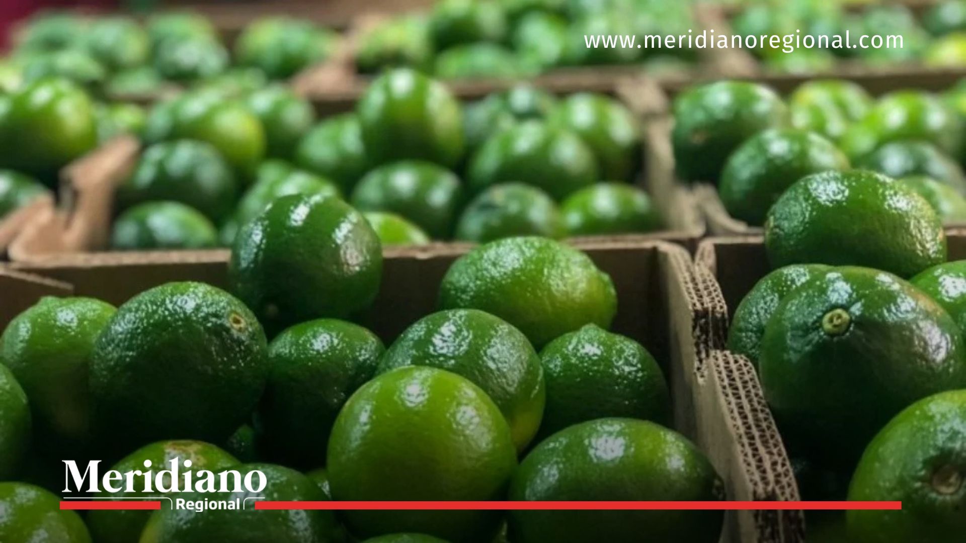 Limas Tahití del Cauca listas para exportación, reflejo del esfuerzo campesino y la calidad agrícola del departamento.
