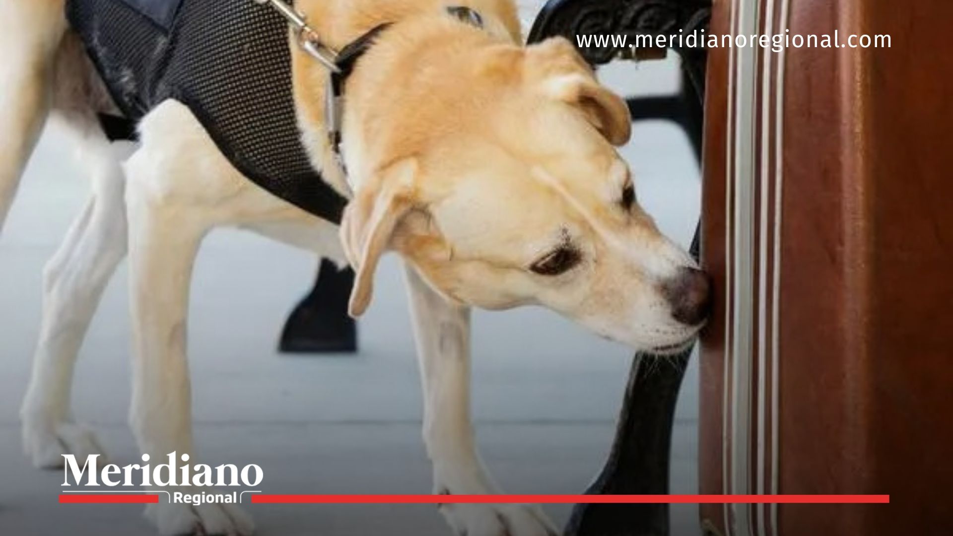 ley-lorenzo - canino-seguridad-privada - perros-vigilancia - bienestar-animal-colombia