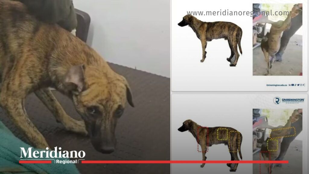 Perro víctima de maltrato estudiado bajo la Ley Ángel - Meridiano Regional perro rescatado - ley ángel - universidad remington - bienestar animal - justicia animal - maltrato animal