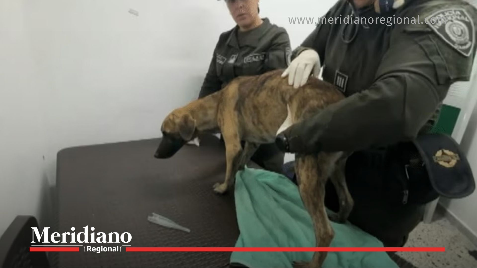 perro rescatado - ley ángel - policía nacional - bienestar animal - maltrato animal - justicia animal