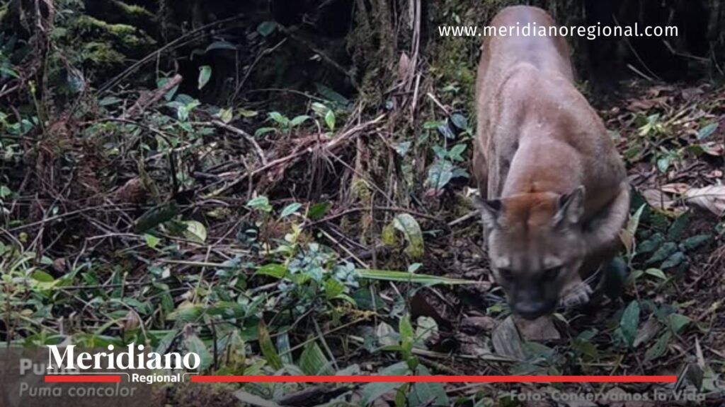 Puma registrado en corredor biológico donde reaparece el tigrillo lanudo - Meridiano Regional puma en corredor biológico - registro de fauna silvestre - presencia del tigrillo lanudo - noticias cauca - conservación comunitaria