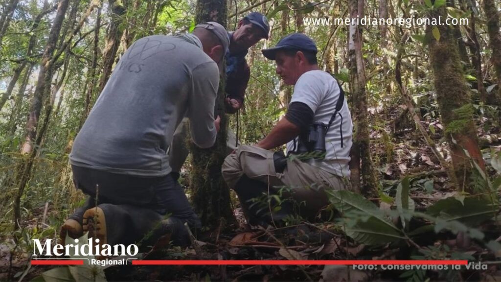 Equipo de conservación instalando cámaras en hábitat del tigrillo lanudo - Meridiano Regional equipo de conservación instalando cámaras - monitoreo de fauna silvestre - corredor biológico dagua - tigrillo lanudo - conservación comunitaria - noticias cauca