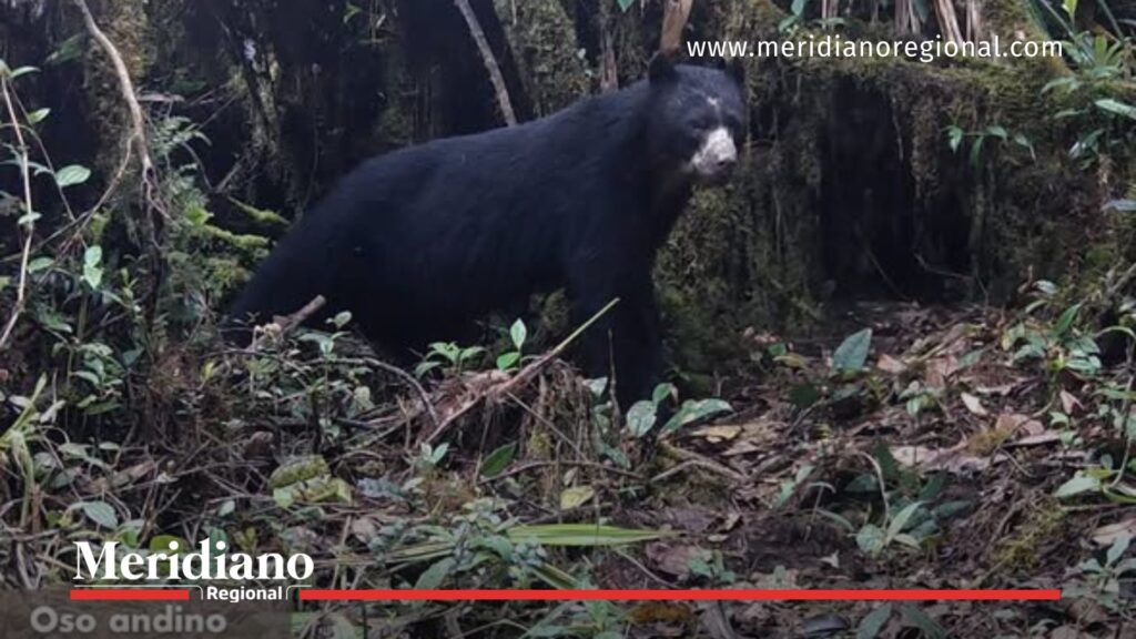 Oso andino registrado en corredor donde reaparece el tigrillo lanudo - Meridiano Regional oso andino en corredor biológico - fauna silvestre cauca - presencia del tigrillo lanudo - conservación comunitaria - noticias cauca - corredor biológico dagua