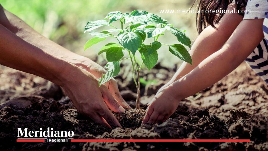 proyecto Llano Verde - daño ambiental Popayán - remoción de tierra - tala de árboles - riesgos ambientales Popayán - acción popular en Popayán - noticias Popayán - noticias Cauca