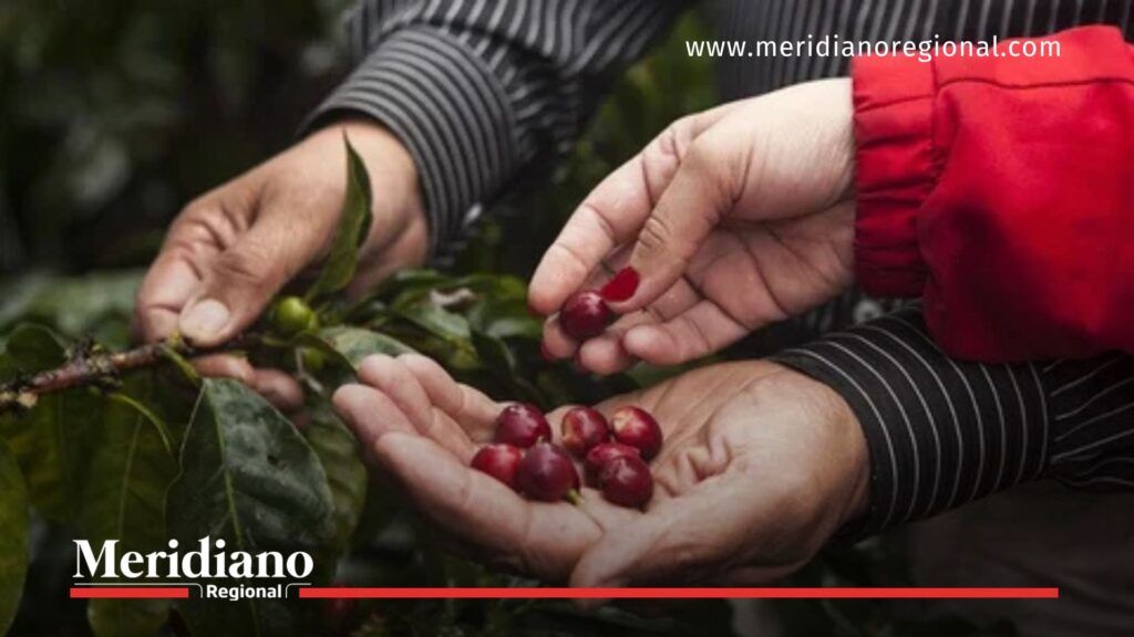 entre amigas - selección de café cauca - mujeres en café - caficultura sostenible - noticias cauca
