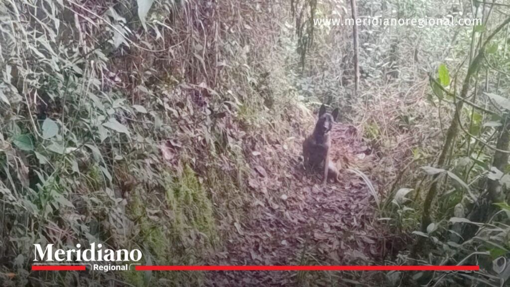 Canino militar en operativo por artefacto explosivo en Nariño - Meridiano Regional Perro entrenado del Ejército realiza labores de rastreo durante la operación que neutralizó un artefacto explosivo en Nariño.