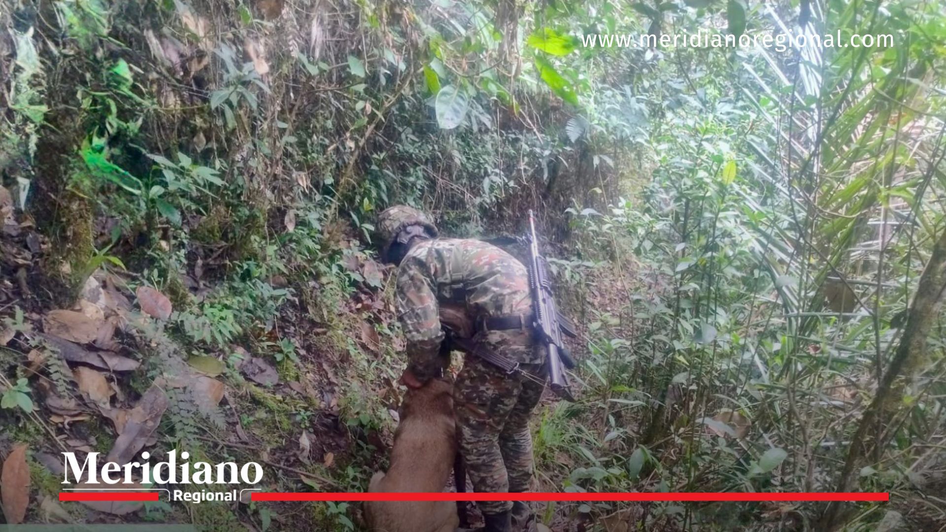 Soldado y perro rastreador del Ejército buscan un artefacto explosivo en zona rural de Andes Sotomayor, Nariño.
