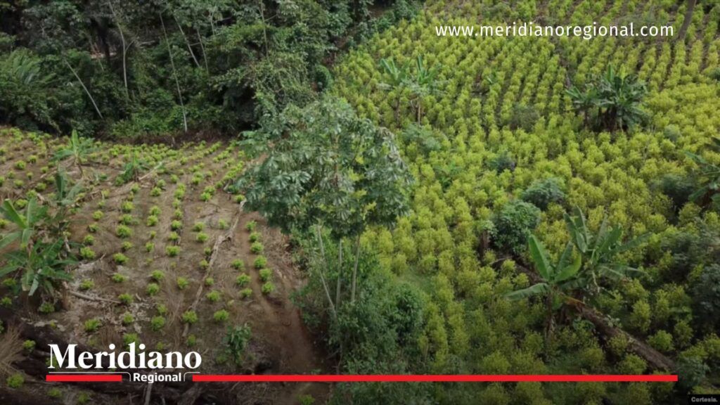 Cultivo de coca en Colombia en zona rural - Meridiano Regional cultivo de coca en Colombia - plantación de hoja de coca en zona rural