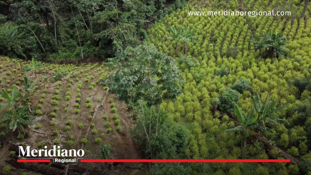 fumigación con glifosato cultivos de coca en Colombia zona rural