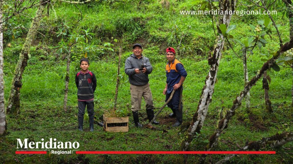 Un niño y dos adultos de la vereda Chiribío realizan la siembra de plántulas en una zona boscosa como parte de la jornada ambiental para fortalecer las huertas escolares en Sotará.
