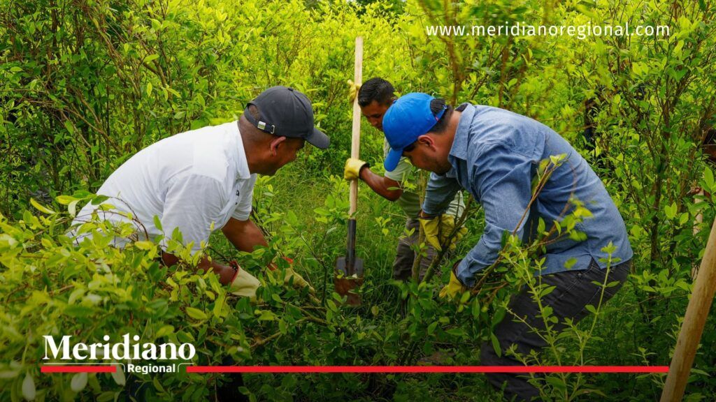 Erradicación de cultivos de coca en Tumaco con participación de comunidades afro y la Agencia Nacional de Tierras