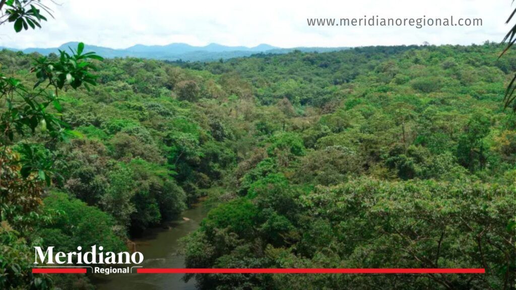 noticias Chocó - golpe al narcotráfico en Chocó - selva del Chocó - operaciones del Ejército Nacional