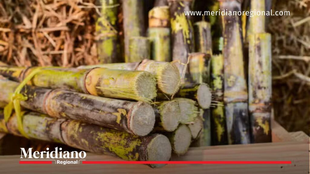 Colombia suspende venta de energía a Ecuador y afecta exportaciones agrícolas - Meridiano Regional Colombia suspende venta de energía a Ecuador y aranceles afectan cultivo de caña de azúcar en el Valle del Cauca