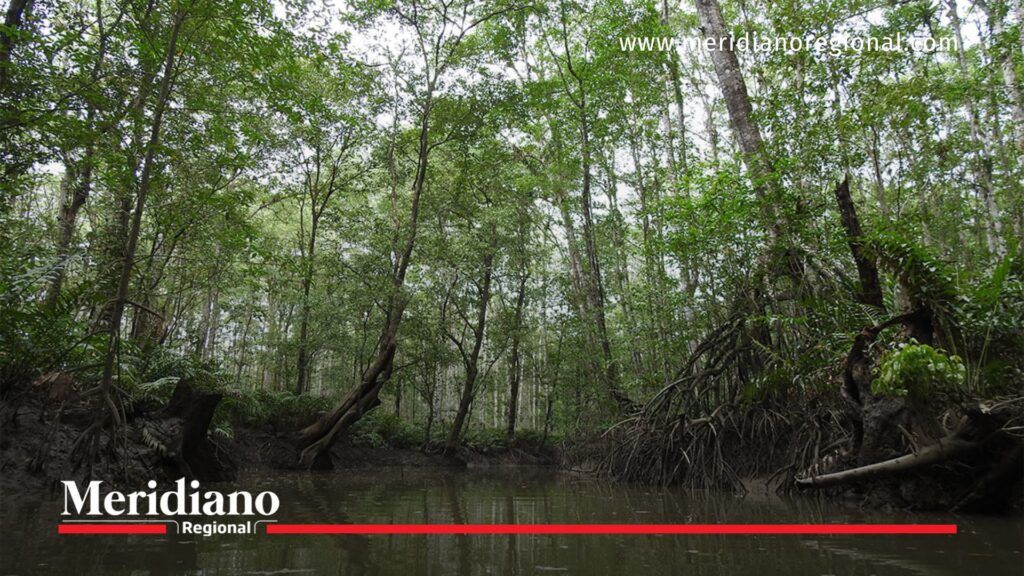 Emergencia en Nariño por desbordamiento del río Iscuandé - Meridiano Regional Río Iscuandé en Nariño antes del desbordamiento que causó la emergencia en la costa pacífica