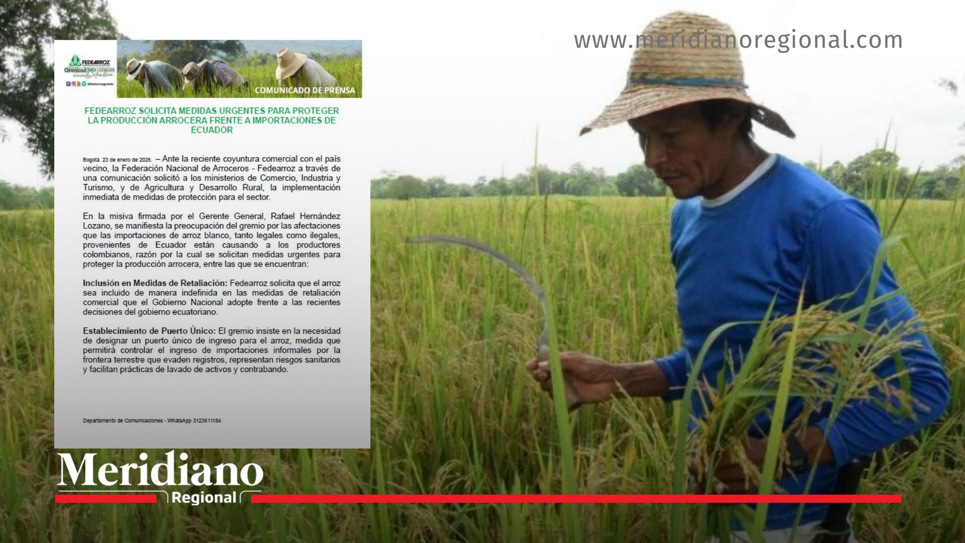 importaciones de arroz desde Ecuador - productor arrocero colombiano - cultivo de arroz
