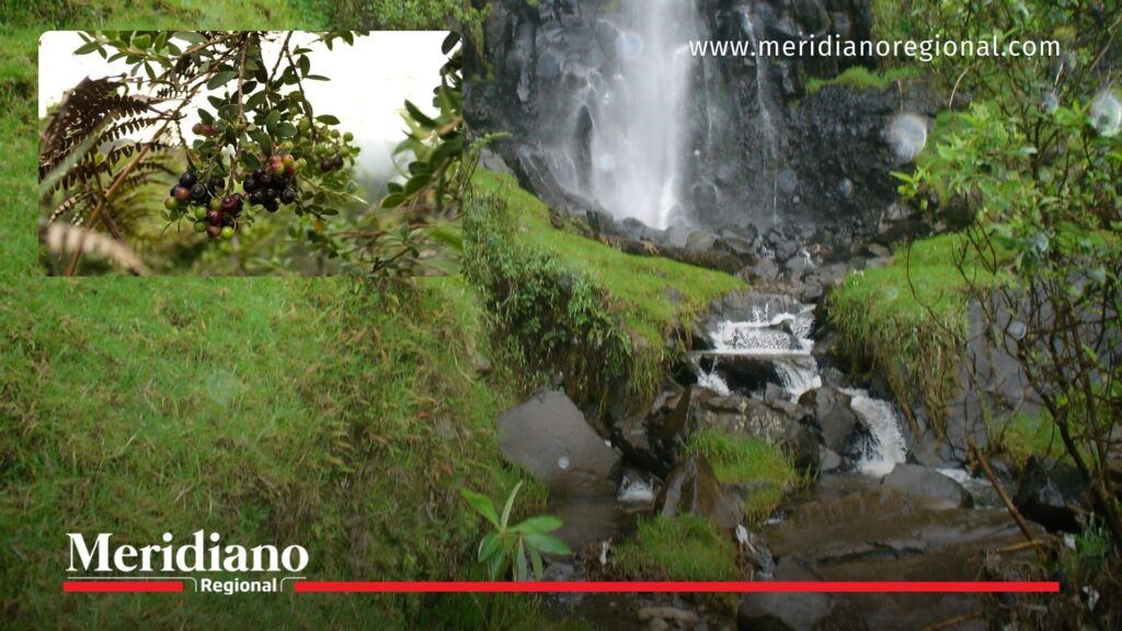 Fruto silvestre protegido en hábitat del oso de anteojos en Coconuco - Meridiano Regional Fruto silvestre protegido agraz en hábitat del oso de anteojos en Coconuco Cauca tras operativo por delito ambiental