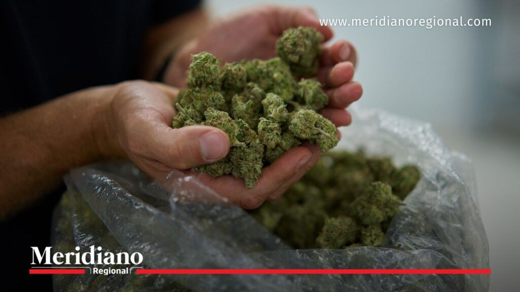 Incautación de droga en el Cauca – marihuana creepy Cauca decomisada en operativos contra el narcotráfico