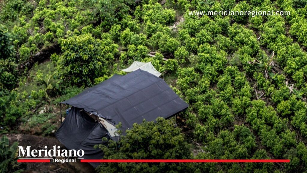 Cultivo de coca en Colombia en zona rural - Meridiano Regional Cultivo de coca en Colombia en zona rural, relacionado con que Colombia lidera producción de cocaína según informe ONU 2025.