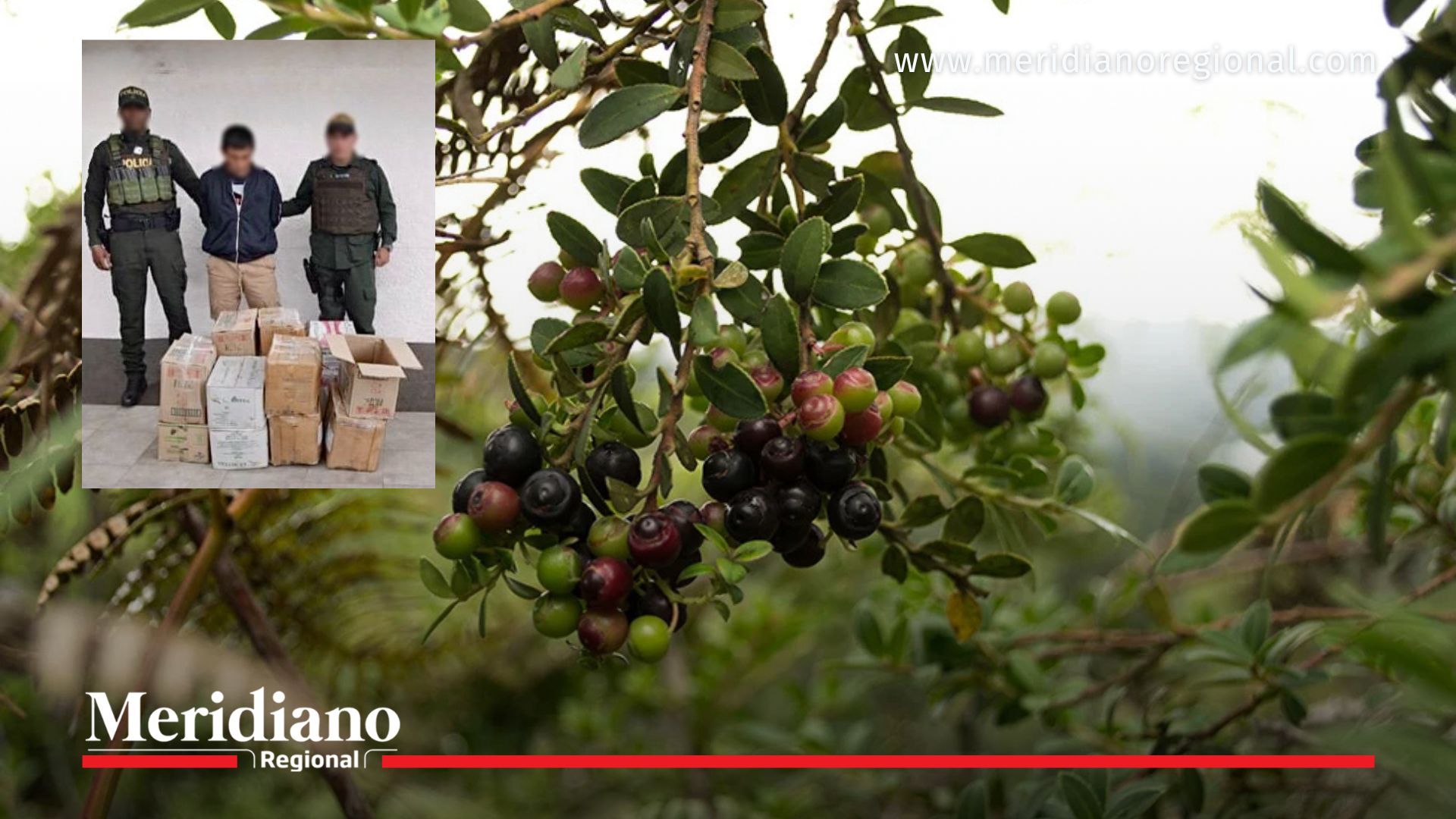tráfico de agraz en Coconuco - incautación de agraz en Coconuco - mortiño silvestre en Cauca - captura por delito ambiental en Cauca - noticias Cauca