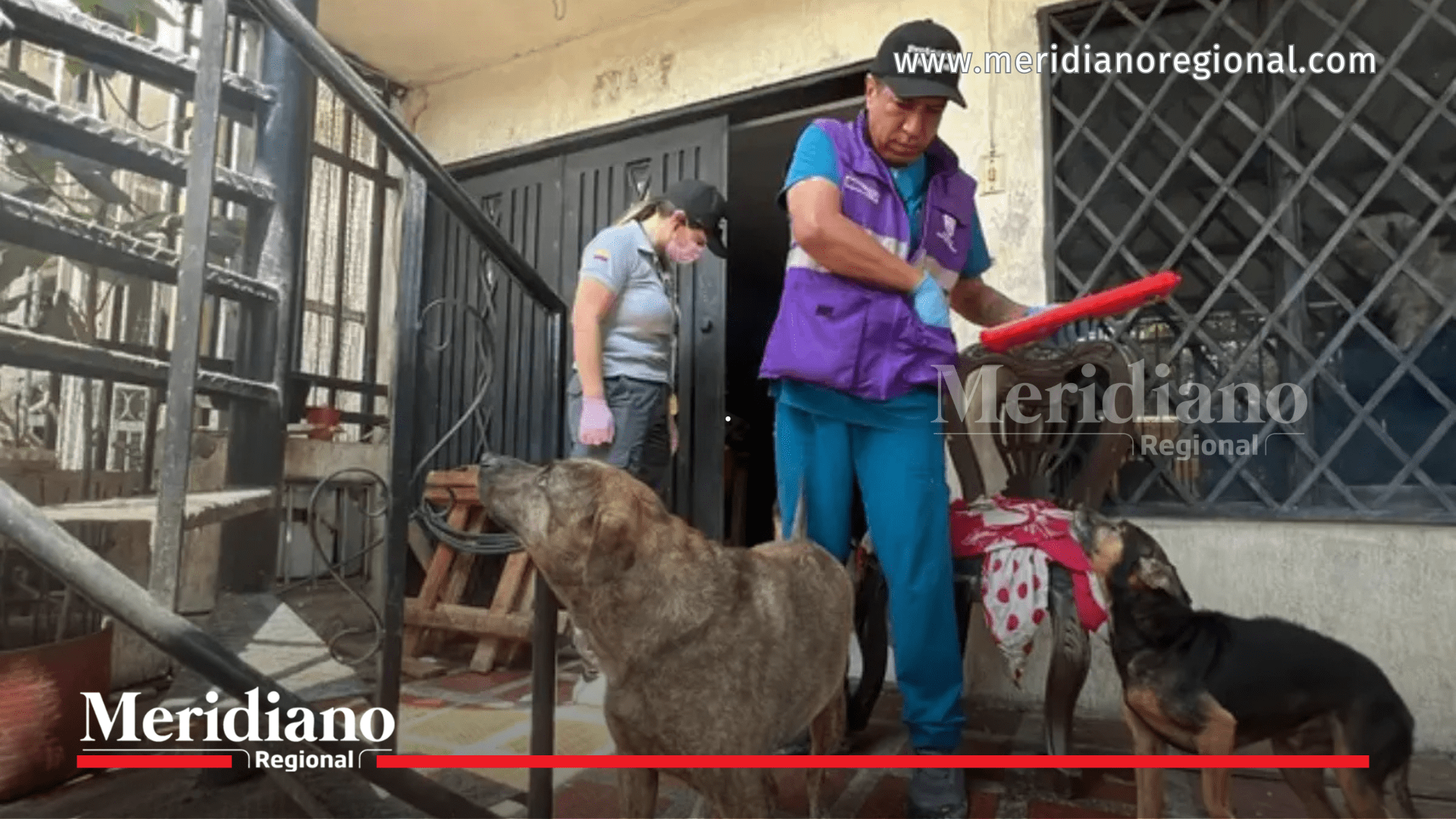 Funcionarios realizan rescate de animales en Cali tras evidenciar maltrato y abandono.