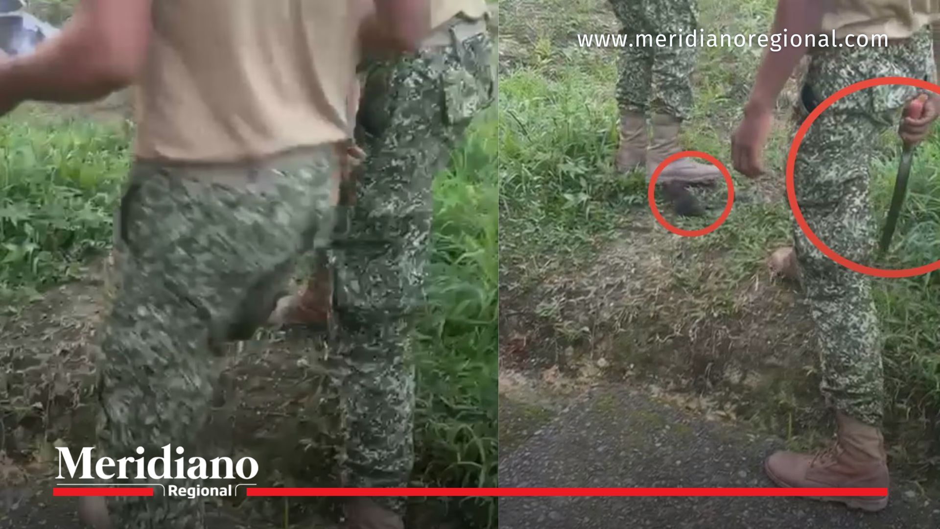 video del caso de maltrato animal en Buenaventura que permitió la captura de infantes de Marina