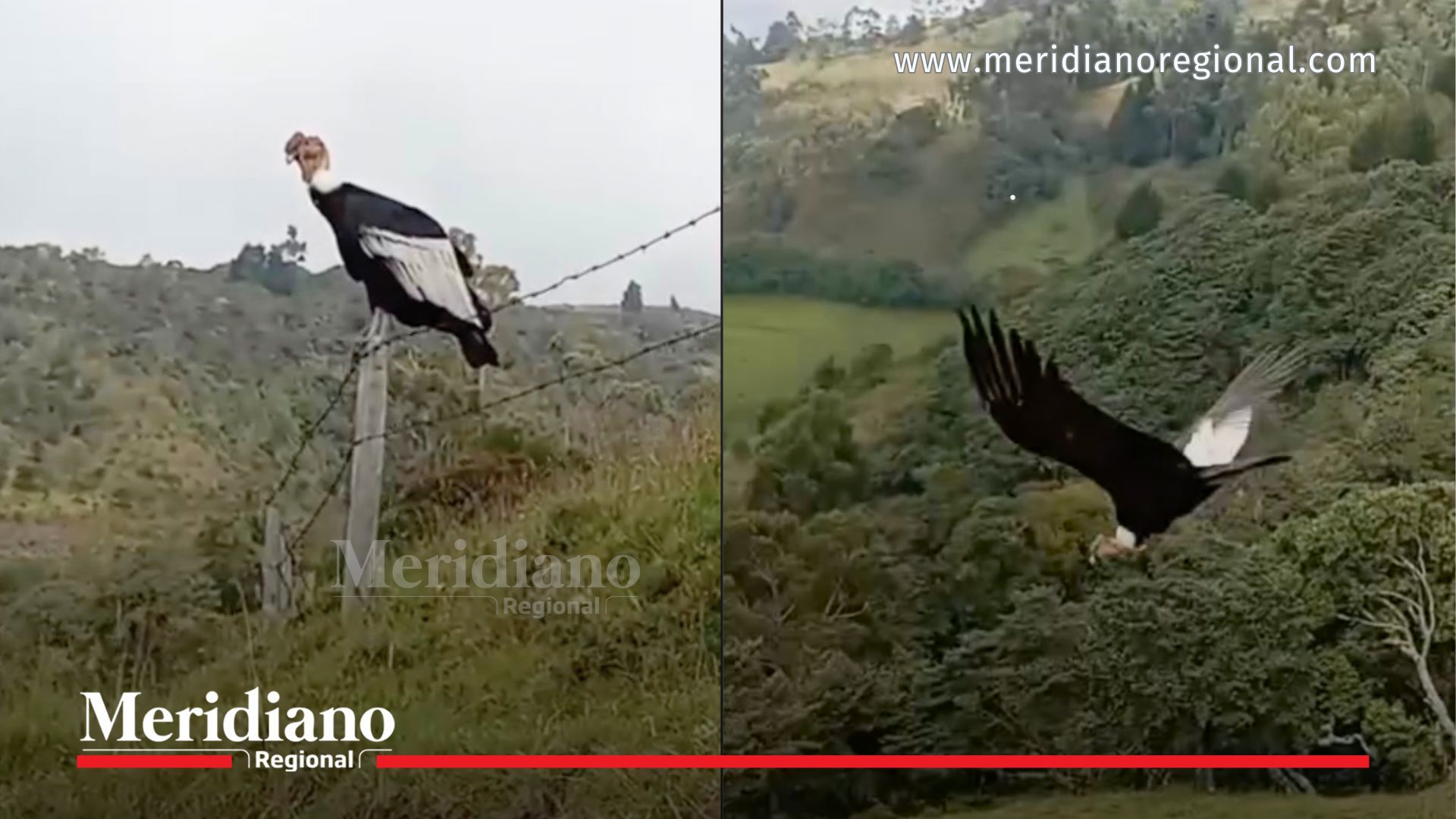 Cóndor andino en Puracé posado en un poste y volando sobre paisaje montañoso del Cauca