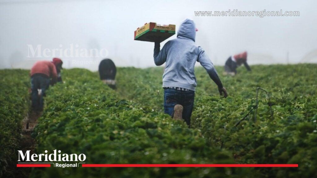 desempleo en Colombia sector agrícola pérdida de empleos campo trabajadores agricultura Colombia DANE