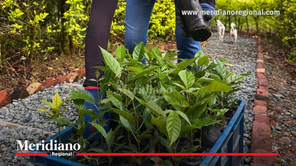 Siembra de árboles en Popayán con plántulas forestales preparadas para jornada ambiental en La Yunga