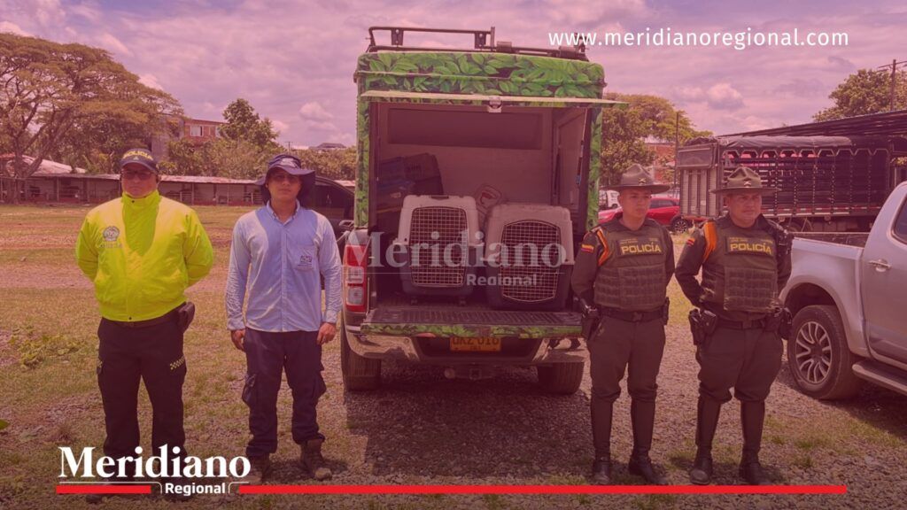 Rescatan ocelotes que permanecían en cautiverio en Jamundí