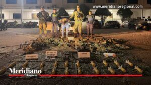 Captura de alias ‘Miso’ con explosivos en Palmira - Meridiano Regional Policías y militares custodian a alias ‘Miso’ y exhiben explosivos, un dron y material de intendencia incautados cerca de Palmira.