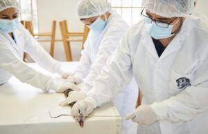 Group of veterinary students in masks and gloves performing a procedure on a small rodent at a lab table.