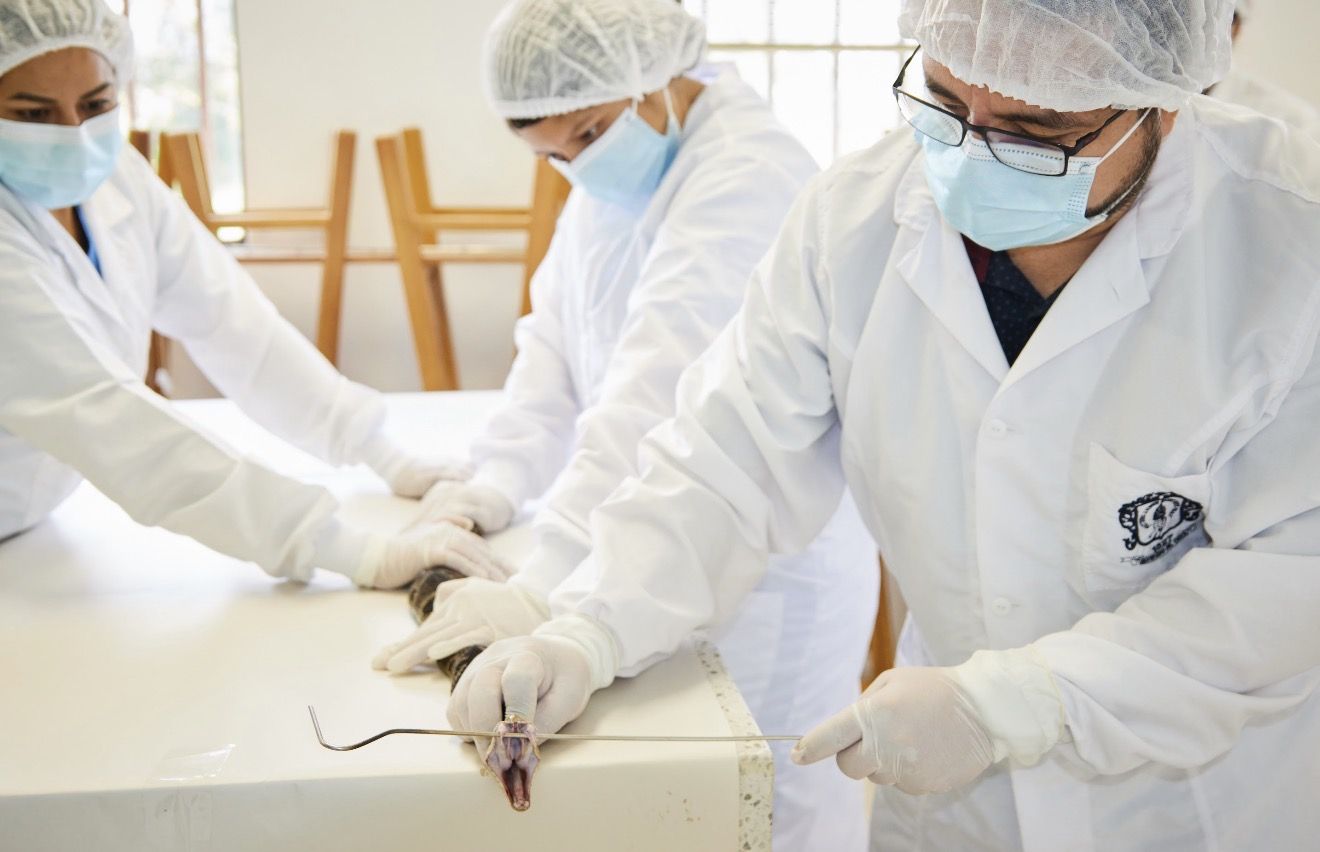 Group of veterinary students in masks and gloves performing a procedure on a small rodent at a lab table.
