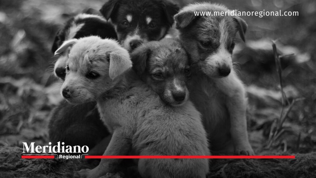 Ley 2627 refuerza la protección de los animales en Colombia - Meridiano Regional Cachorros reunidos, imagen ilustrativa sobre la Ley 2627 y la protección de los animales.