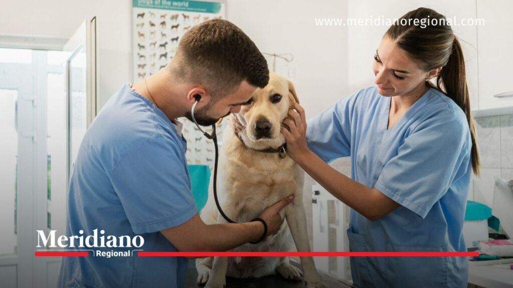 Ley 2627 excluye procedimientos veterinarios legítimos - Meridiano Regional Veterinarios examinan a un perro en consulta, imagen relacionada con las excepciones previstas en la Ley 2627.