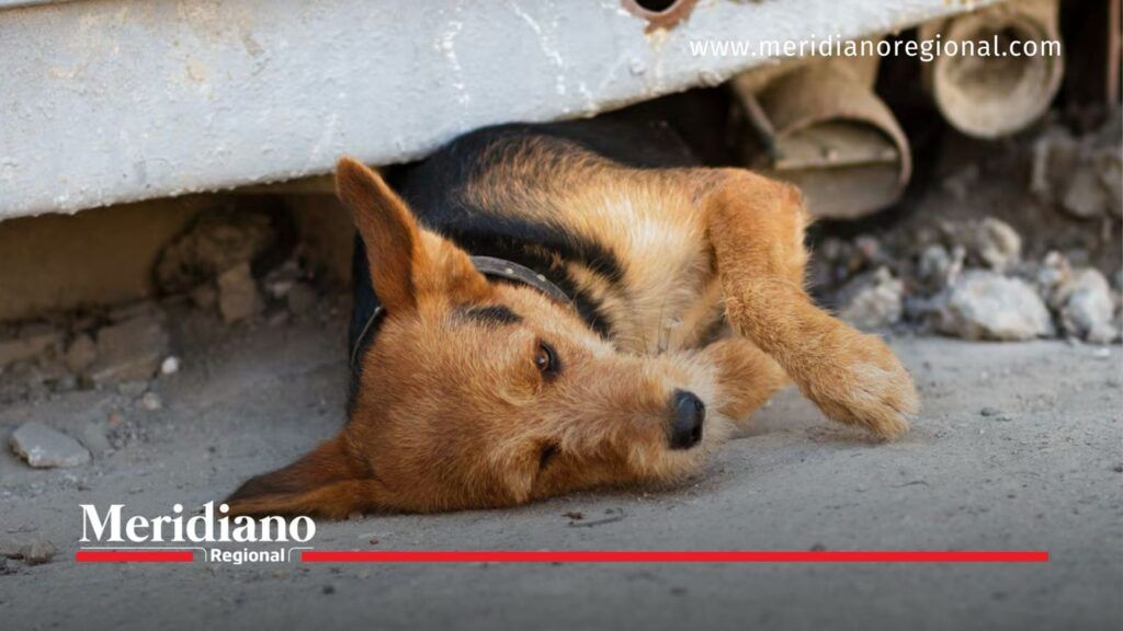 Ley 2627 endurece sanciones por abuso sexual de animales - Meridiano Regional Perro recostado en el suelo, imagen ilustrativa sobre la Ley 2627 y la protección de animales en condición de vulnerabilidad.
