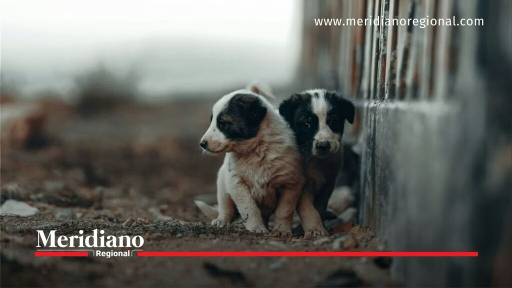 Ley 2627 fortalece la protección penal de los animales - Meridiano Regional Dos cachorros junto a una estructura metálica, imagen ilustrativa sobre la Ley 2627 y la protección animal.