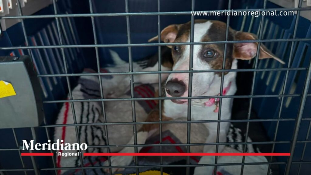 Perro atendido tras el terremoto en Valle del Cauca8 AM 3 - Meridiano Regional Perro resguardado durante la atención de los animales tras el terremoto en Valle del Cauca.