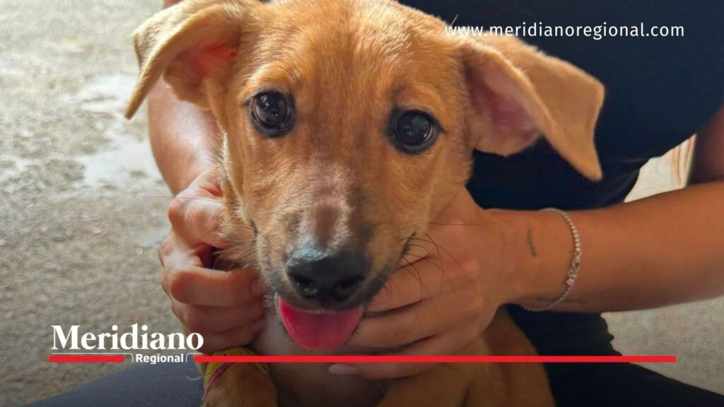 Cachorro atendido tras el terremoto en Valle del Cauca - Meridiano Regional Cachorro durante la atención de los animales tras el terremoto en Valle del Cauca.