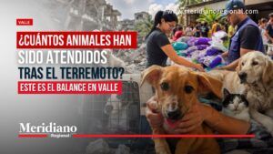 Atención de los animales tras el terremoto en Valle del Cauca, con perros, gatos, rescatistas y alimento para mascotas.