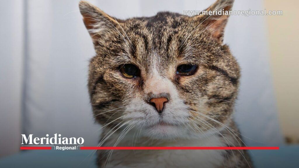Gato adulto mayor en noticia sobre eutanasia animal y decisión de la Corte Constitucional.