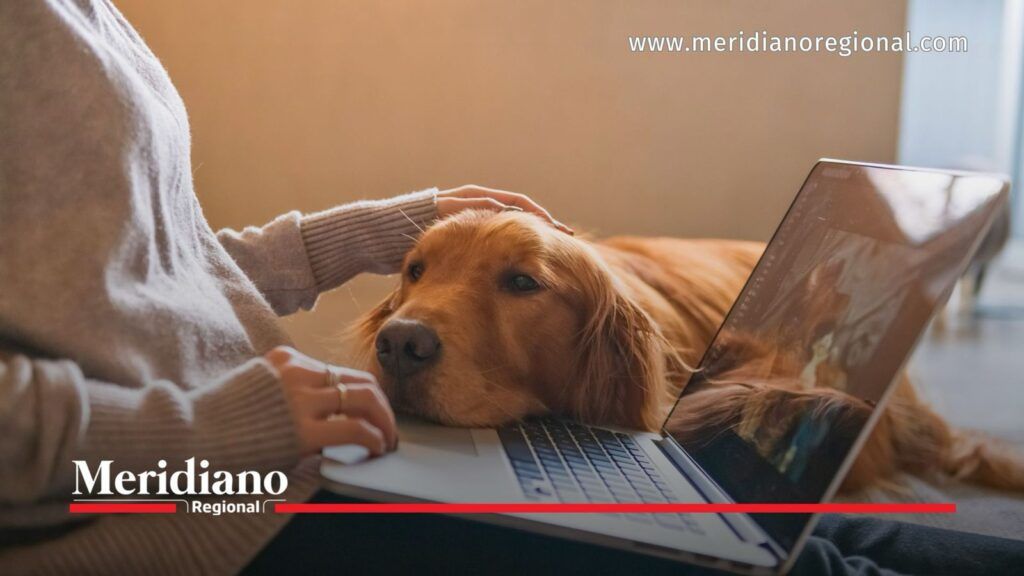 Perro viejo recibe compañía y cuidados mientras una persona trabaja en un computador.