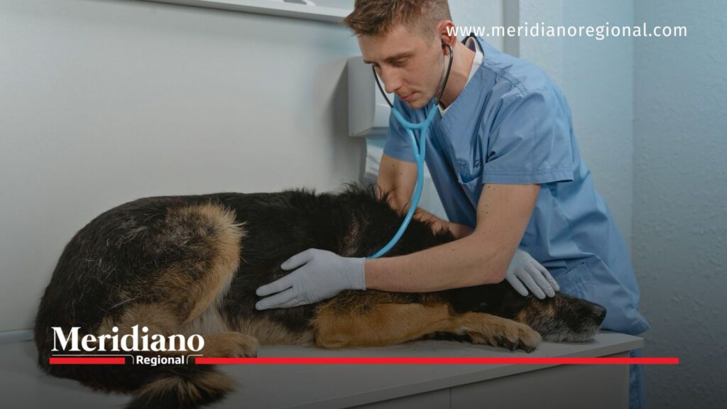Veterinario examina a un perro viejo durante una consulta médica.