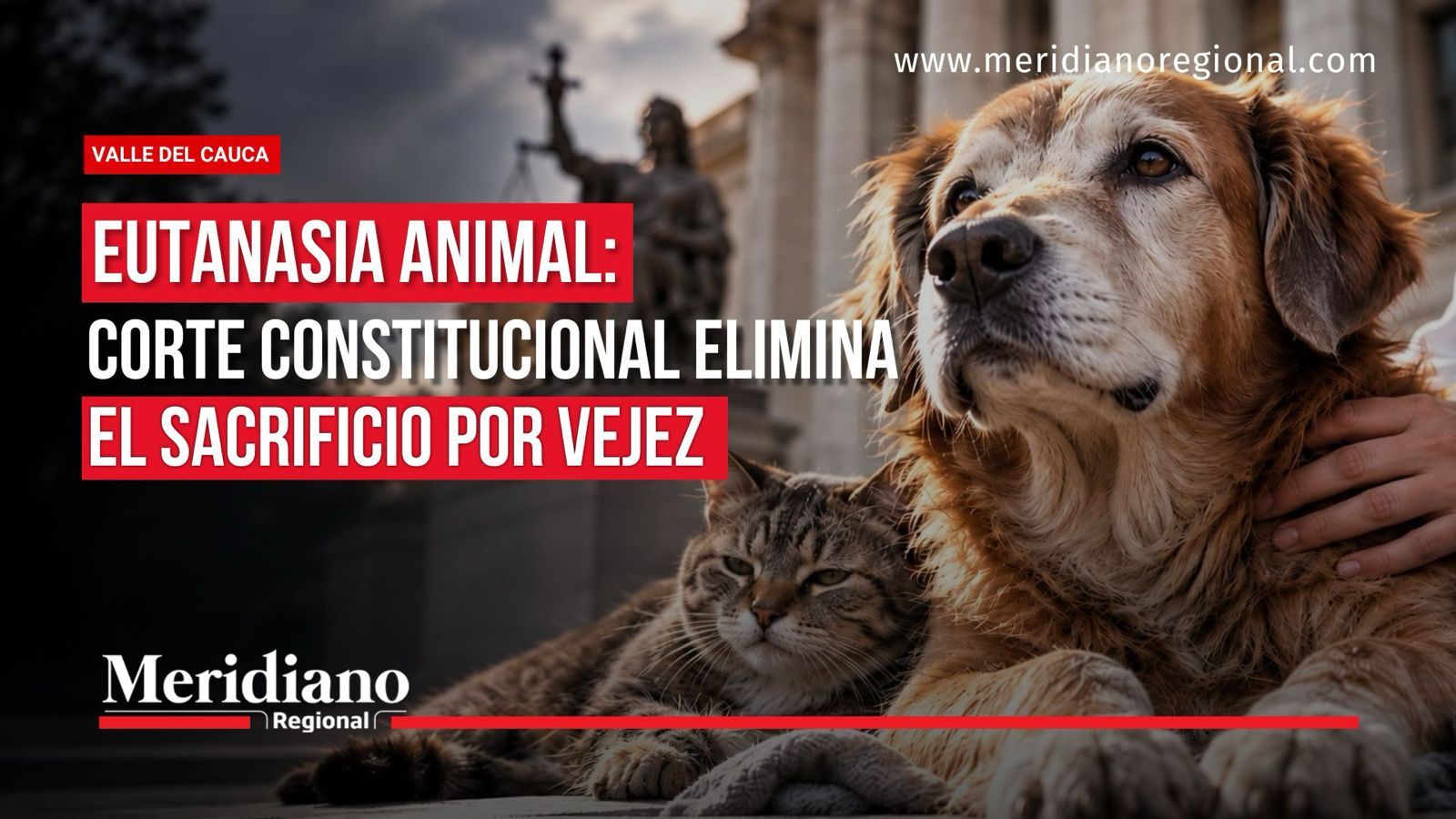 Eutanasia animal: Corte Constitucional elimina el sacrificio por vejez.