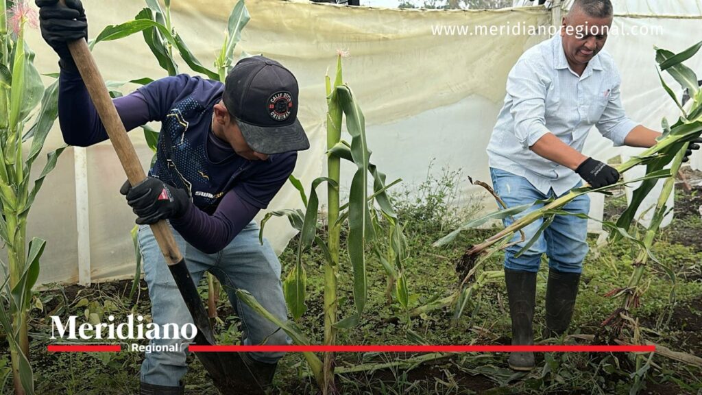 Formación práctica en agroecología en Popayán. - Meridiano Regional Dos personas con guantes y herramientas agrícolas realizan labores en un cultivo de maíz durante una actividad de formación rural en Popayán.