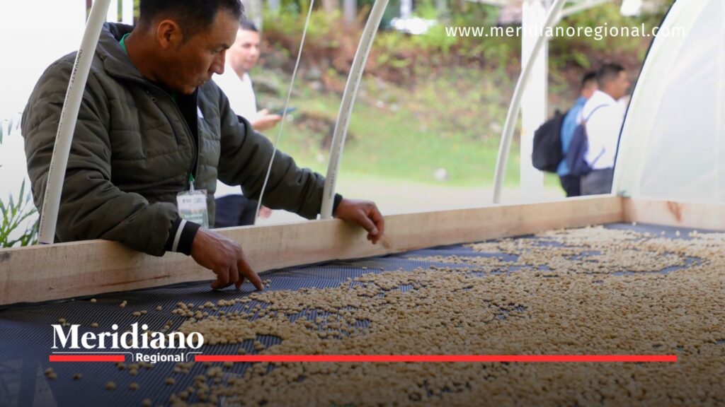 Productor cafetero revisa granos de café durante el secado - Meridiano Regional Productor revisa granos de café en una superficie de secado durante el procesamiento de cafés especiales en Cauca.